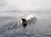 Aumenta el avistamiento de delfines por parte del Servicio de Vigilancia Marina del Parque Natural de Serra Gelada