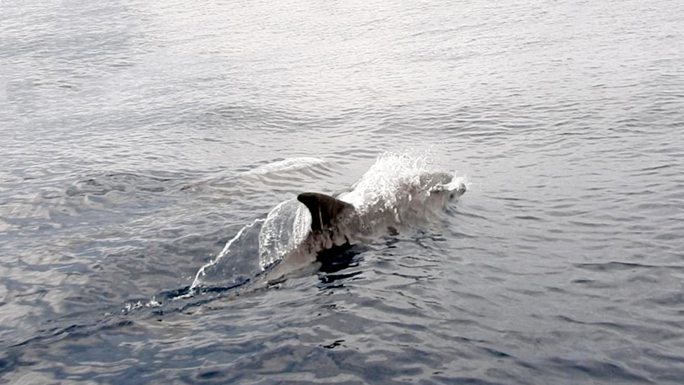 Augmenta l’albirament de dofins per part de Servei de Vigilància Marina del Parc Natural de Serra Gelada