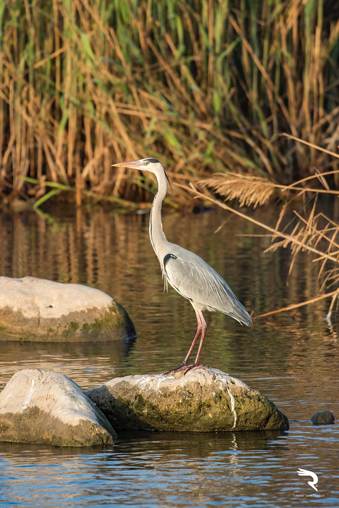 El río Algar experimenta una gran afluencia de avifauna y nuevas especies en la época de nidificación coincidiendo con el confinamiento