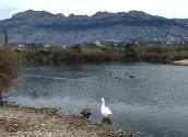 L’Ajuntament continua invertint en el Pla de Manteniment de la desembocadura del riu Algar i avaluant el seu estat ecològic