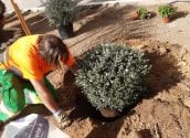 La Pública millora els jardins perquè Altea oferisca la seua millor imatge