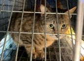 Benestar Animal i les Associacions de Protecció d'Altea organitzen la primera jornada formativa sobre la gestió de les colònies felines d'Altea