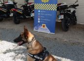 La Policía Local incrementa un 20% las actuaciones por tenencia y consumo de drogas desde la implantación de la unidad canina