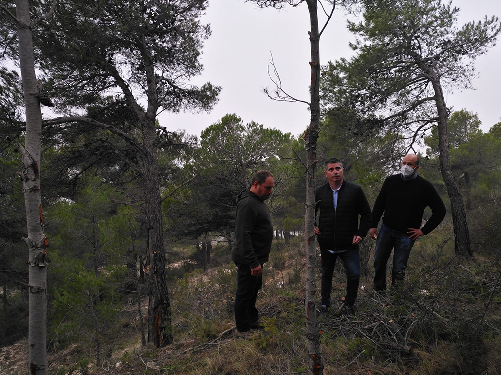 Medio Ambiente aborda nuevos trabajos de mejora forestal en el Pinar de Calces