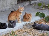 Benestar animal rep una subvenció de la Diputació d'Alacant per a l'esterilització de gats de colònies felines