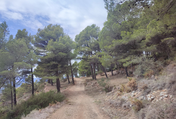 Executada una àrea tallafocs recolzada al Camí del Pinar de Calces