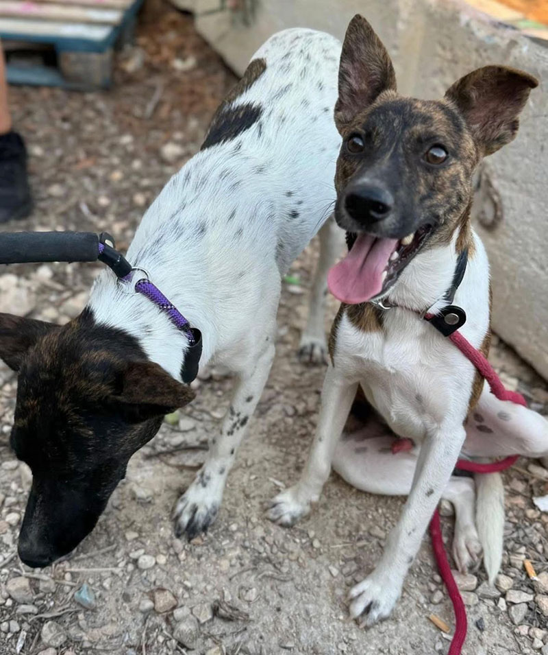 Bienestar Animal recuerda la importancia de la adopción responsable en el Día Mundial del Perro Adoptado