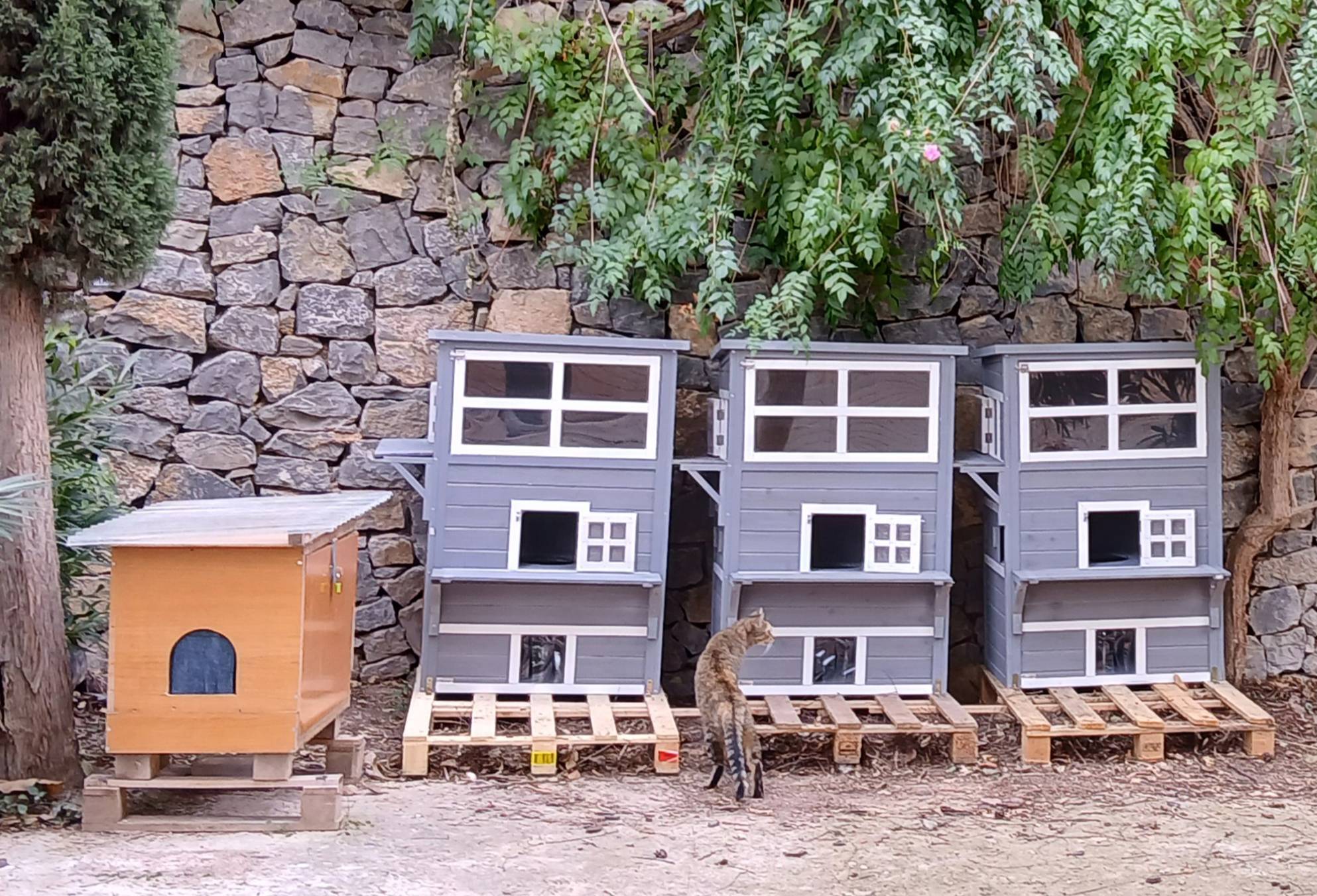 La regidora de Benestar Animal, Anna Lanuza, anuncia que s´han instal•lat les noves casetes destinades a les colònies felines autoritzades per l´Ajuntament d´Altea. Aquestes infraestructures, situades en diferents punts del municipi, s’han pogut adquirir gràcies a la recaptació obtinguda al concert solidari Woof Stock, celebrat el passat 3 de maig.