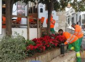 La Empresa Pública engalana el municipio con la tradicional Flor de Navidad EMPRESA PÚBLICA 1