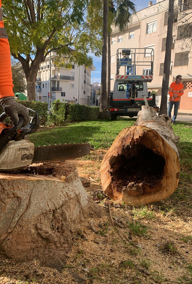 Una inspecció de l’arbratge porta a l’Ajuntament d’Altea a talar cinc xops blancs